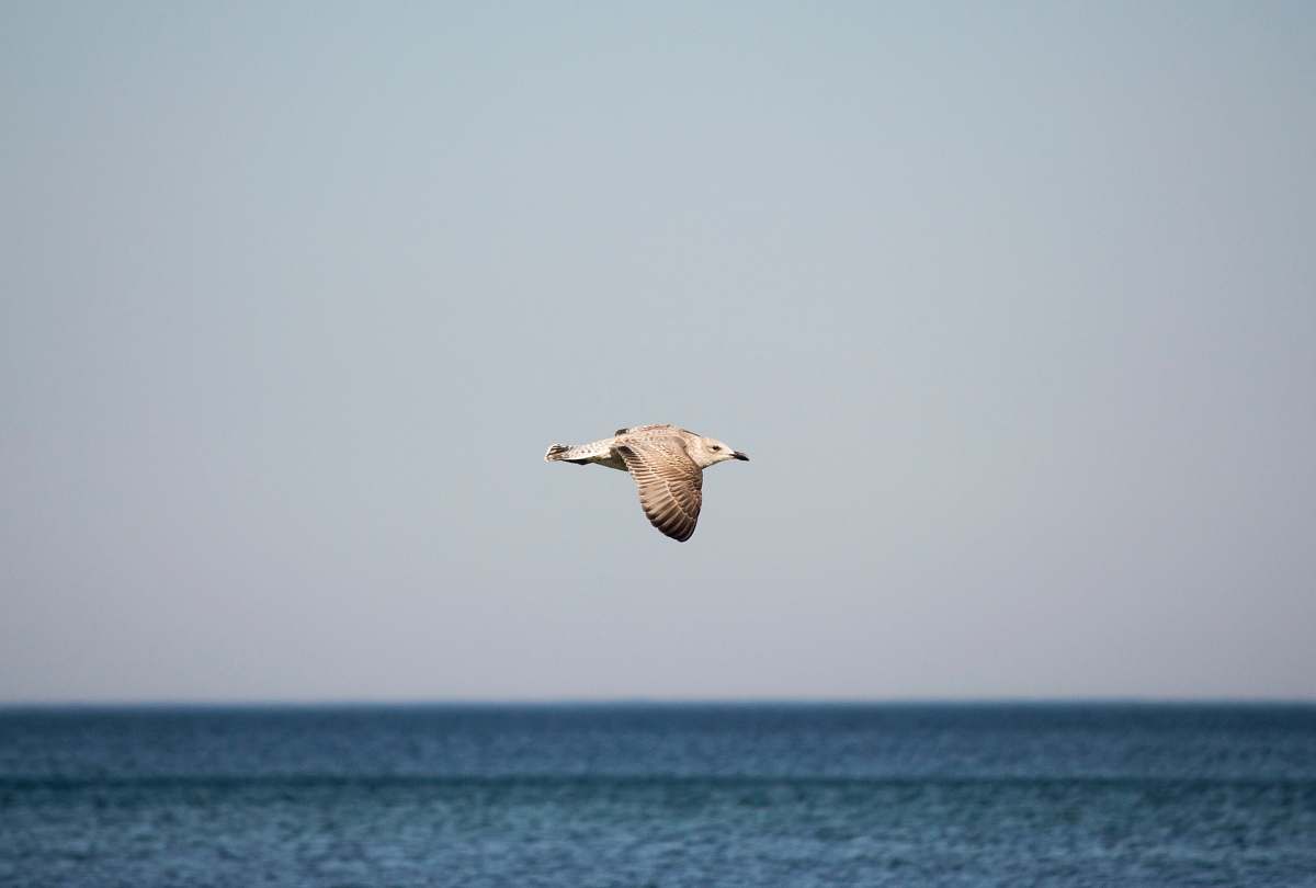 bird selective focus photography of gull flying during daytime flying