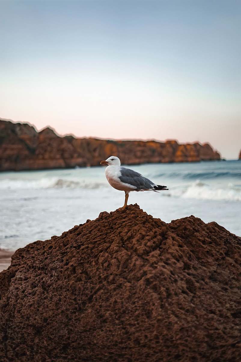 seagull selective focus photography of gull perching on rock nature