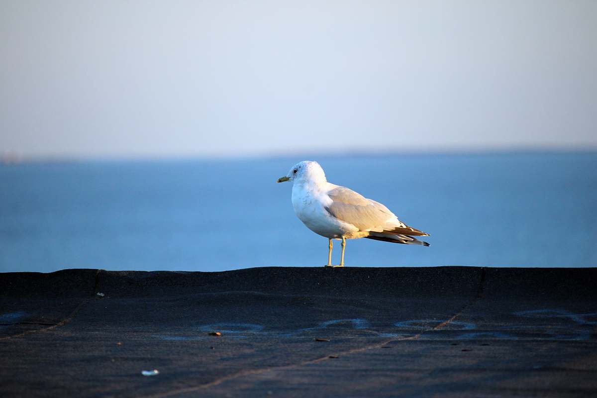 seagull selective focus photography of gull harjuma