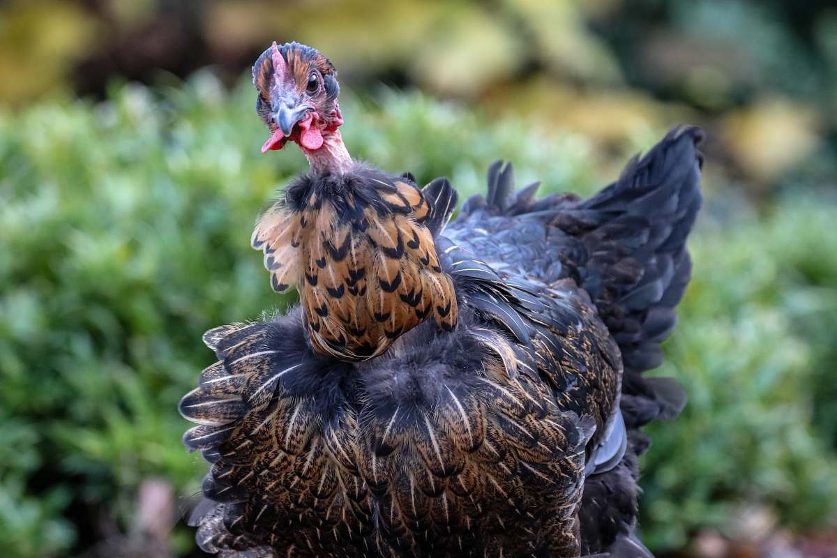 bird selective focus photography of ostrich chicken