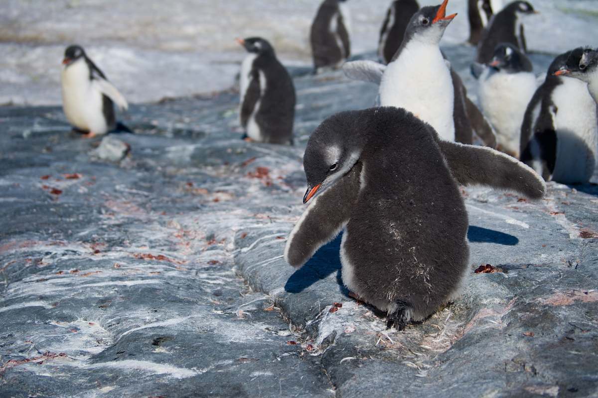 bird selective focus photography of penguins penguin
