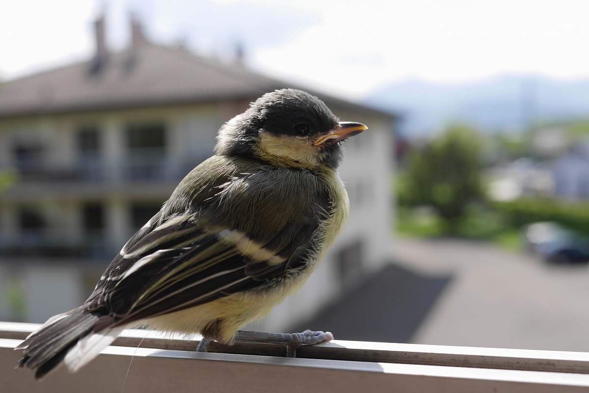 bird selective focus photography of perching brown and white bird finch
