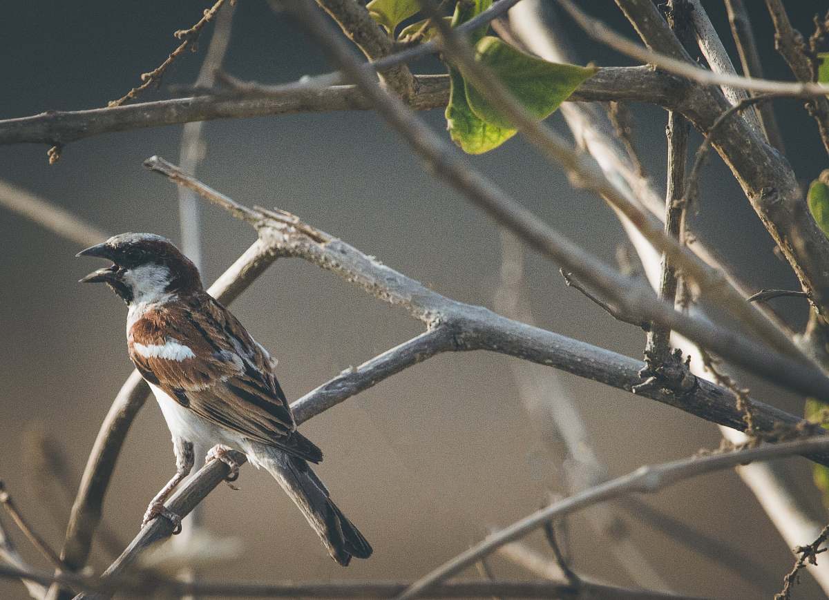 bird selective focus photography of perching brown bird sparrow