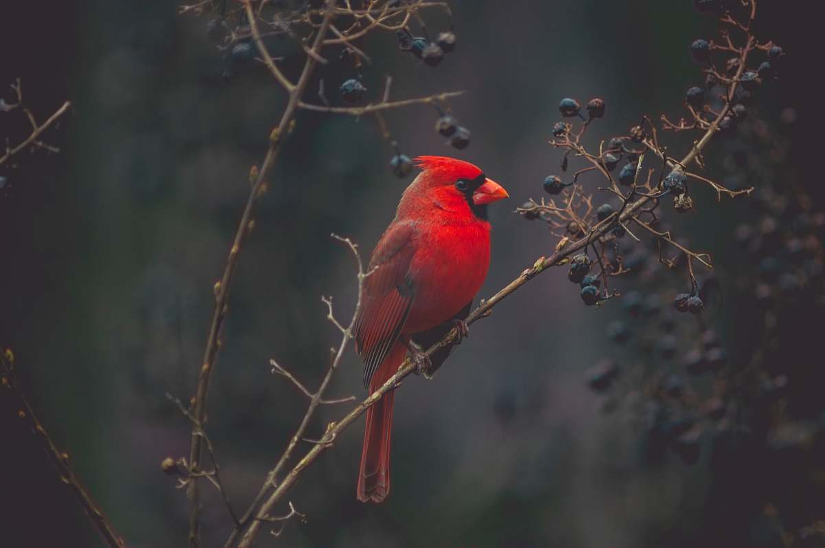 bird selective focus photography of red cardinal on tree cardinal