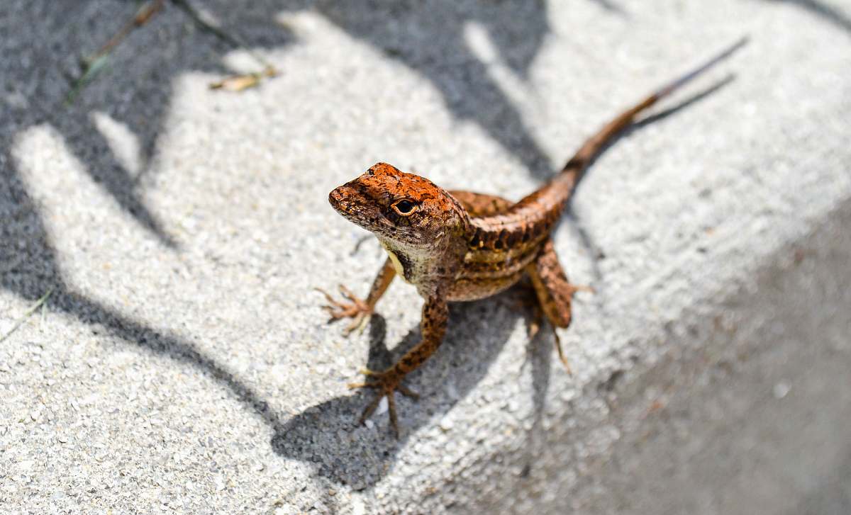 lizard selective focus photography of red frog orlando