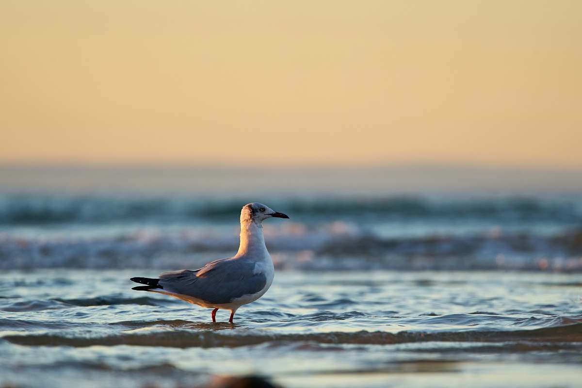 bird selective focus photography of seagull on water during sunset seagull