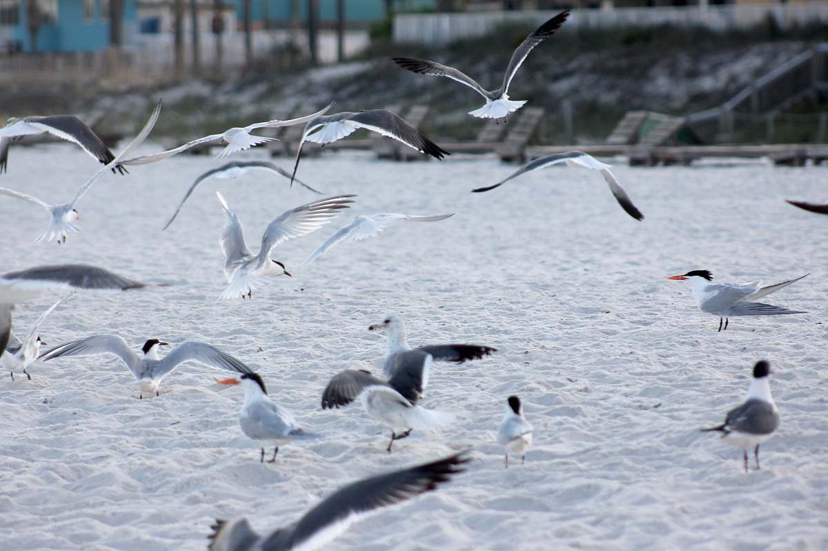 bird selective focus photography of seagulls flock