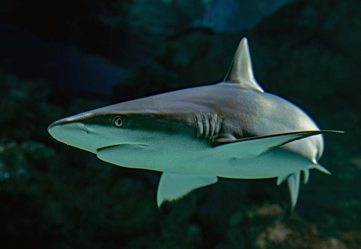 shark selective focus photography of shark fish
