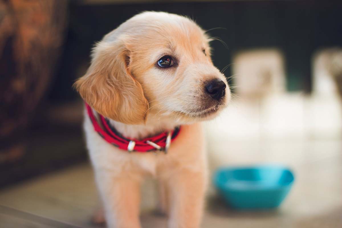dog selective focus photography of short-coated brown puppy facing right side pet