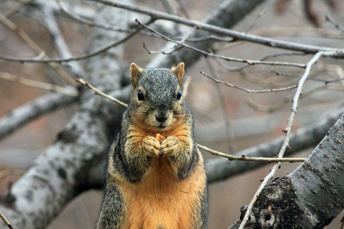 squirrel selective focus photography of squirrel mammal