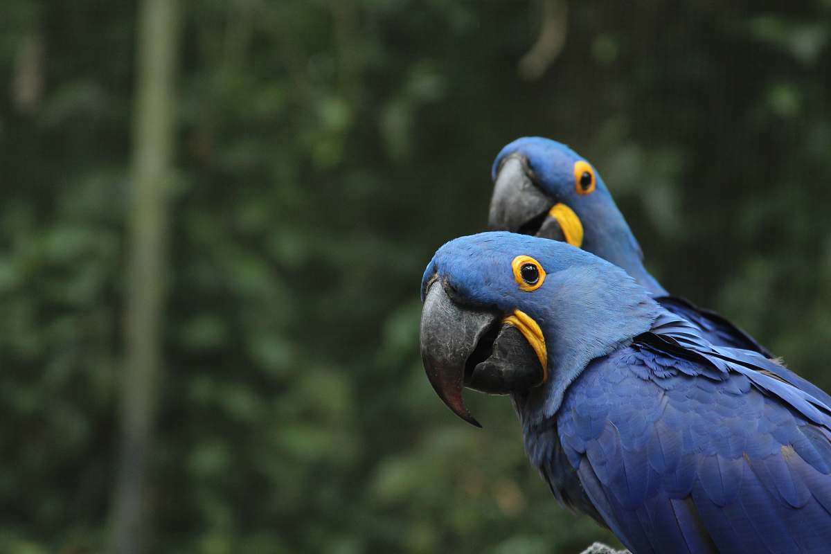 bird selective focus photography of two blue-and-yellow parrots parrot