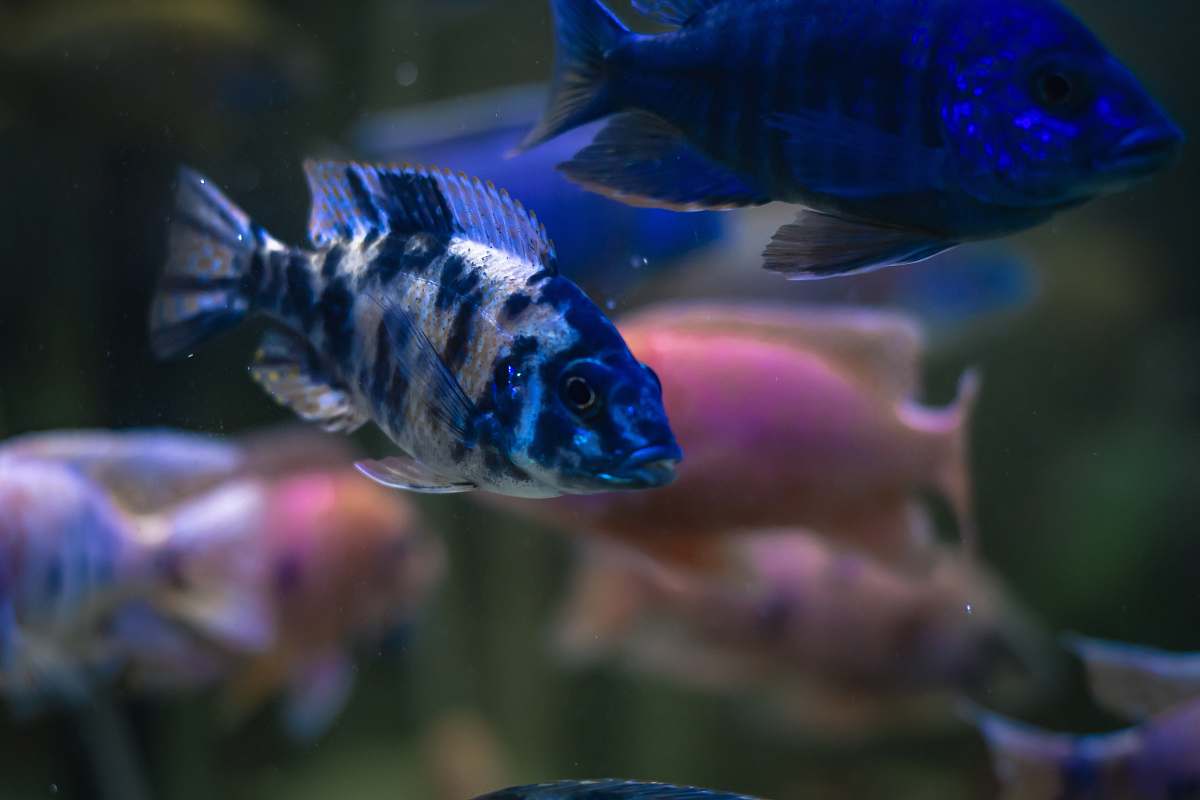 aquatic selective focus photography of two blue fish water