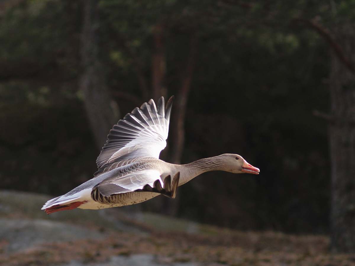 waterfowl selective focus photography of white and black duck flying