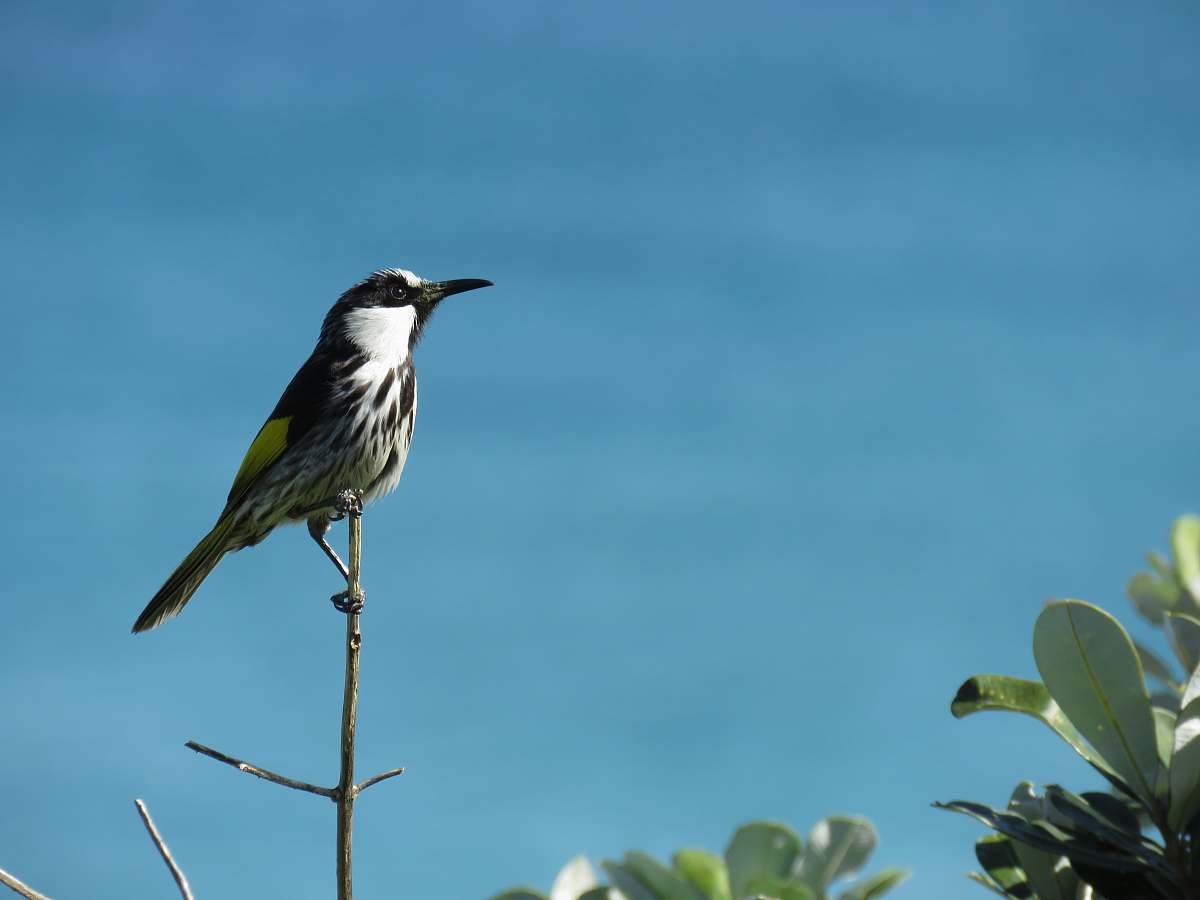 bird selective focus photography of white and black perching bird blue