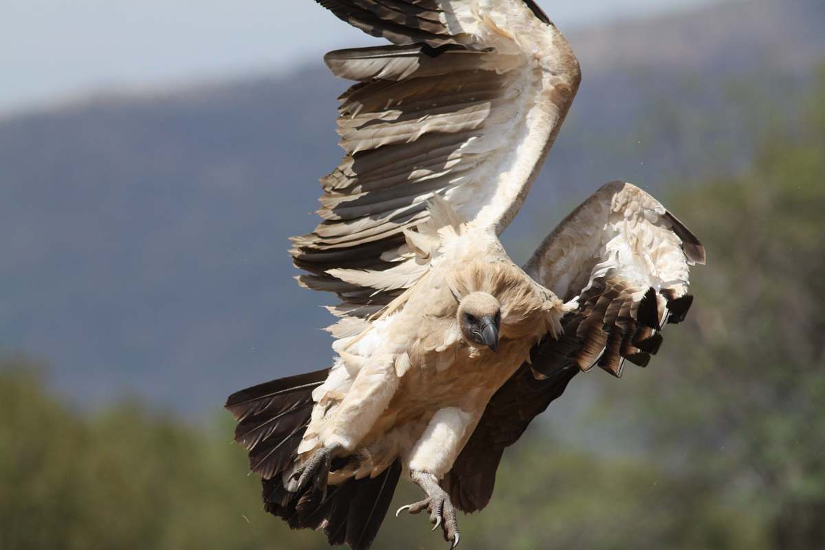 bird selective focus photography of white and brown bird vulture