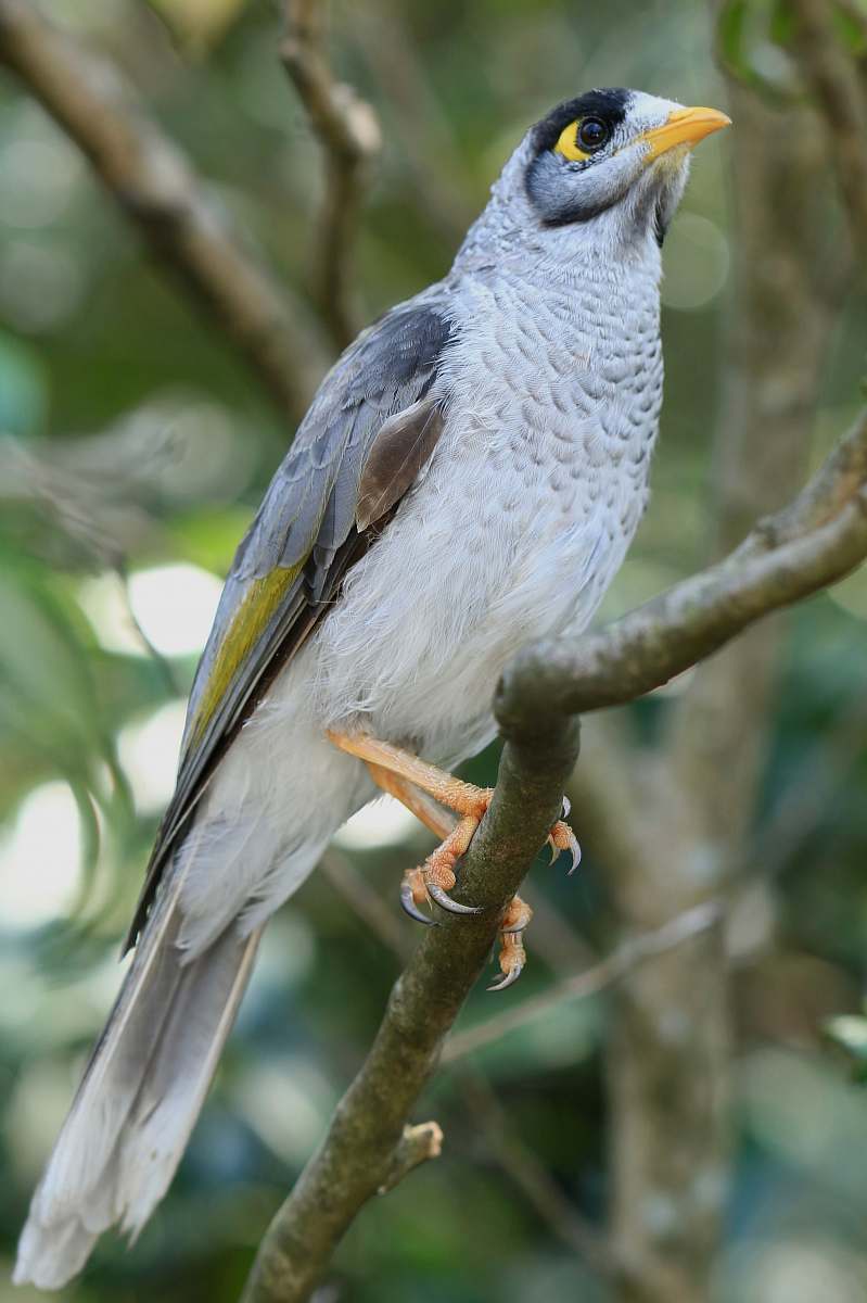 bird selective focus photography of white and grey bird porches on tree branch jay