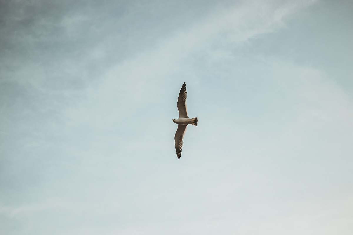 bird selective focus photography of white bird flying on air during daytime flying