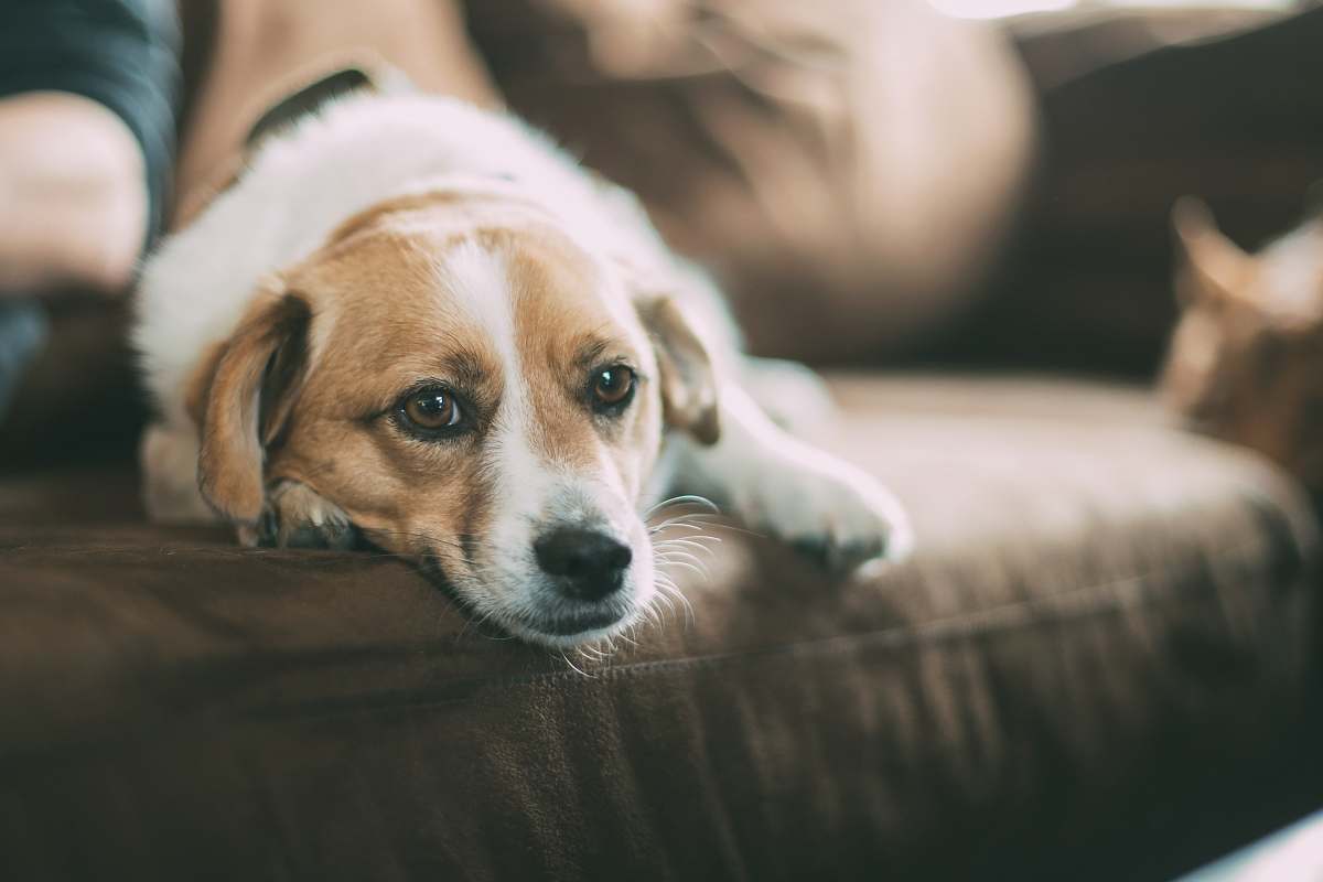 dog selective focused of brown dog lying on sofa pet