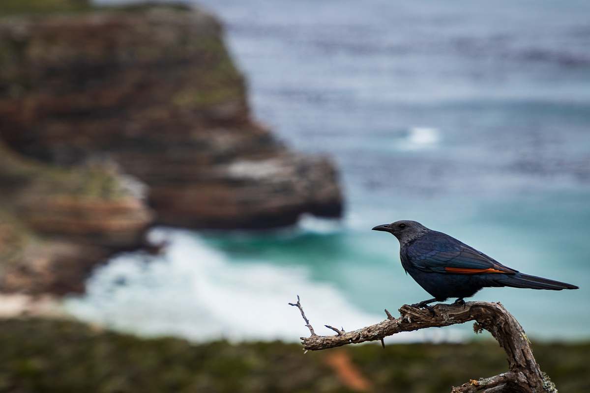 bird selective photo of black bird on tree branch agelaius