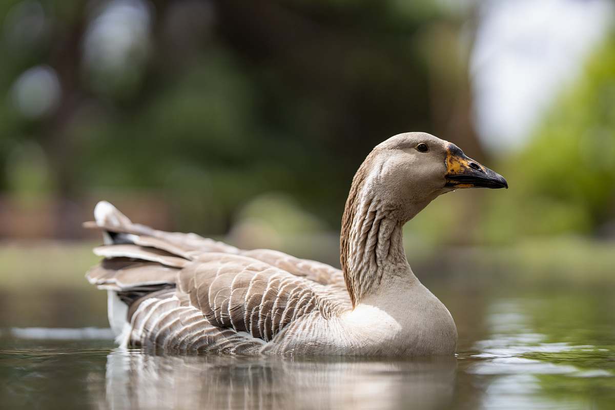bird selective photography of white and gray duck on water goose
