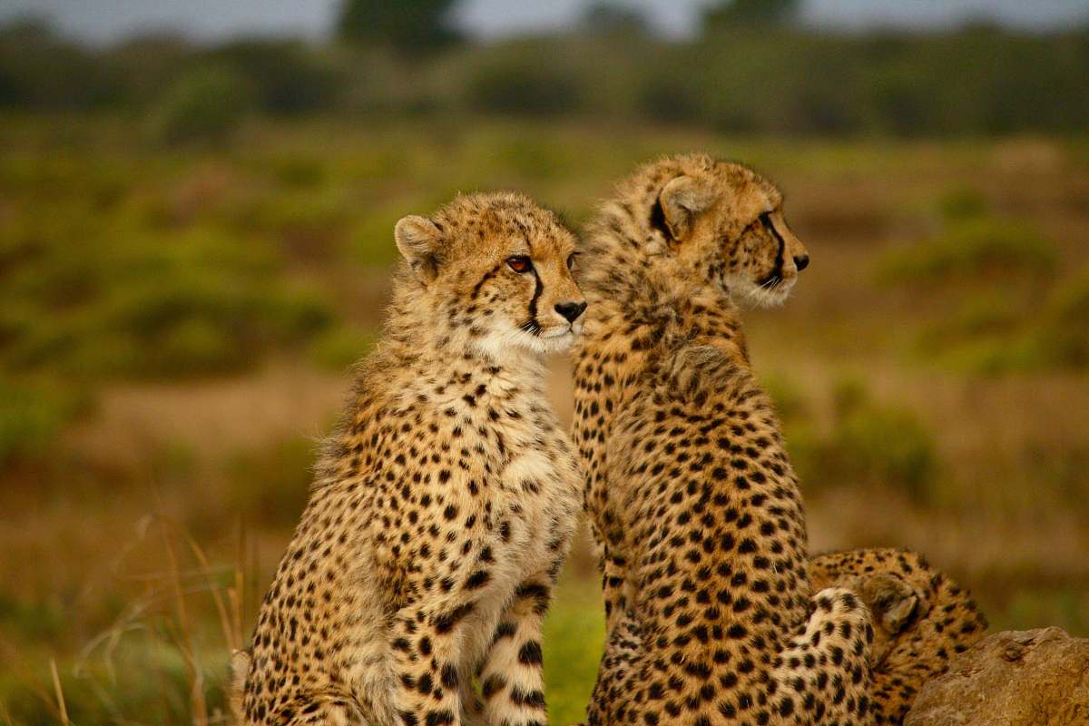 mammal selective photography two cheetahs south africa