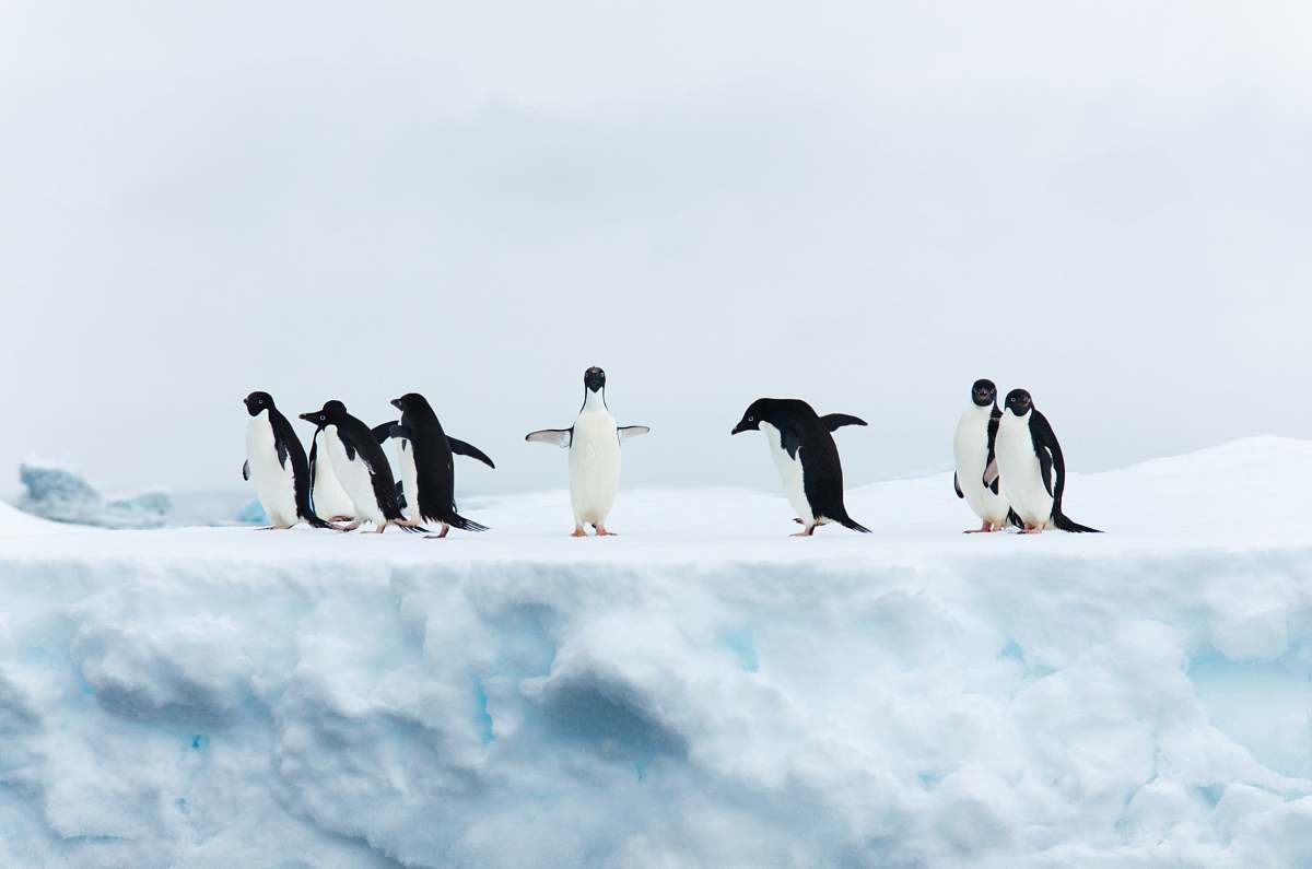 bird seven black-and-white penguins penguin