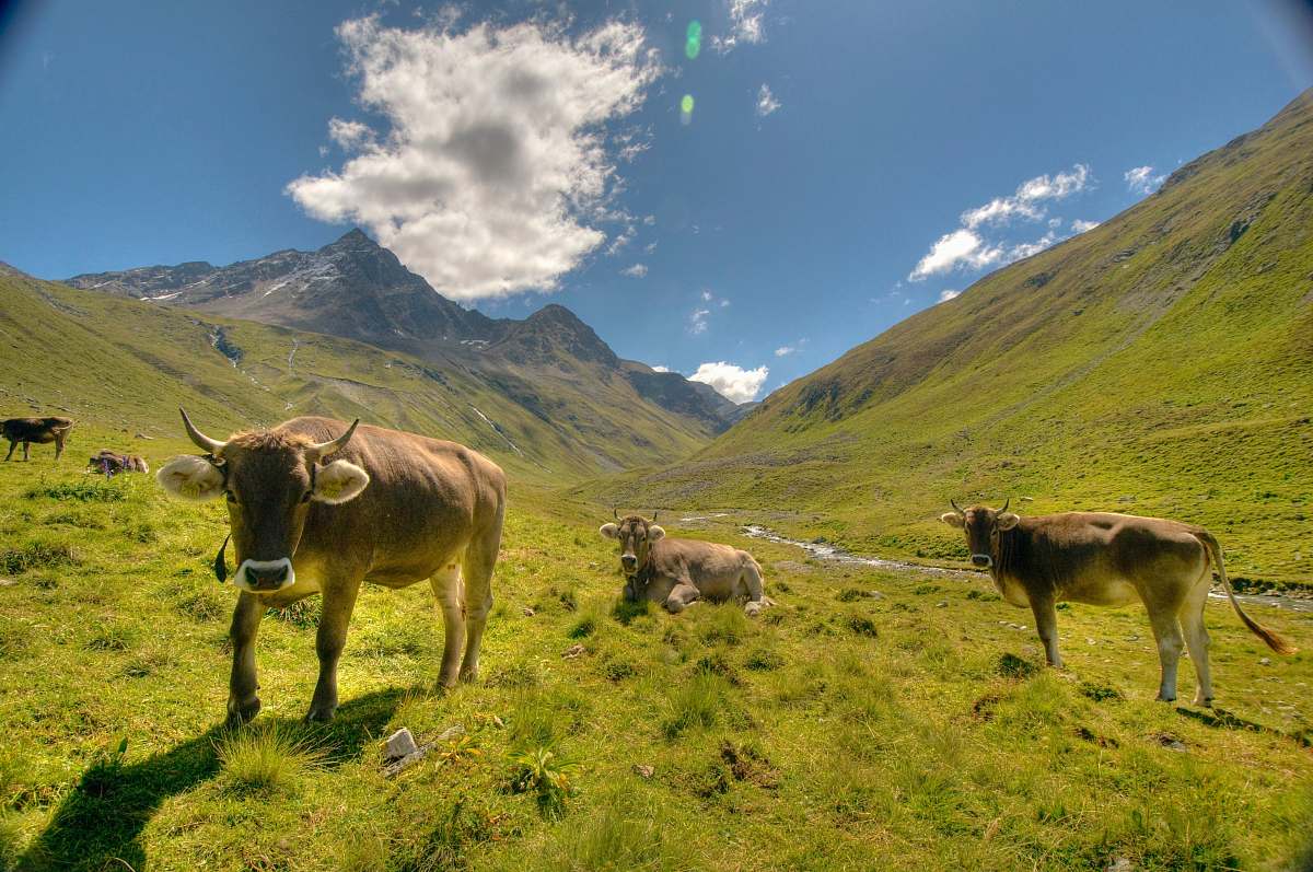 mammal several cows standing on green grass field during daytime cattle