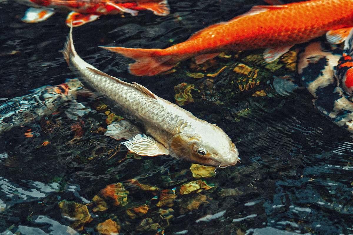 fish several koi fish water