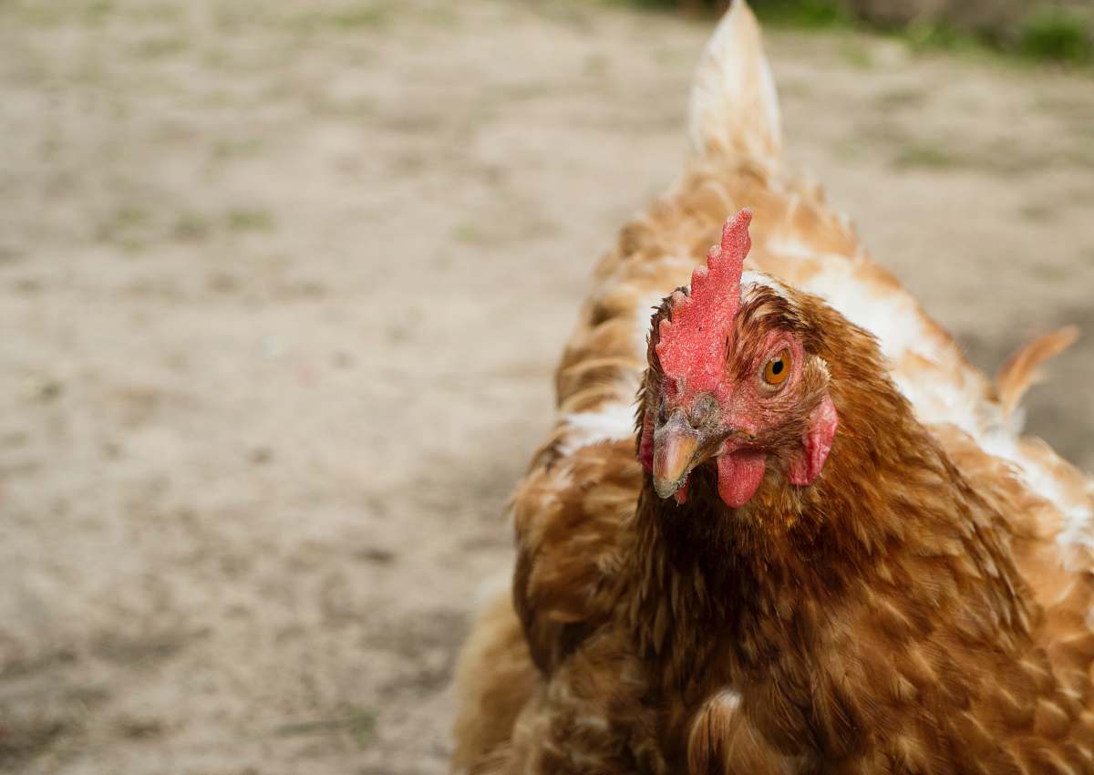 bird shallow focus of brown hen chicken