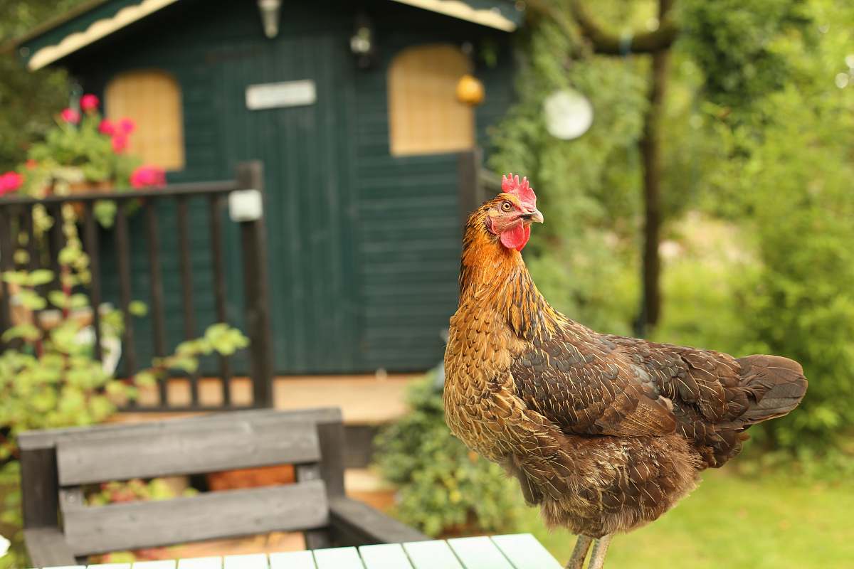 bird shallow focus of hen in front of shed chicken