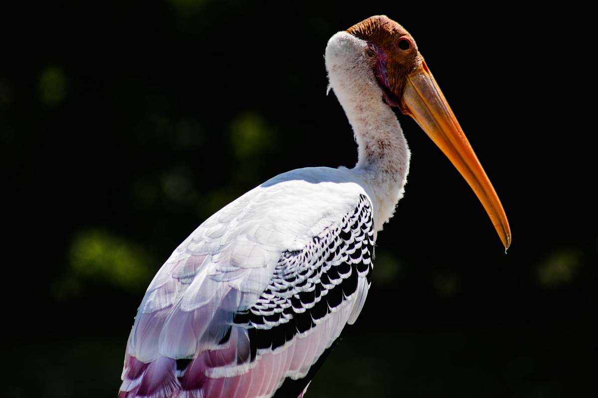 bird shallow focus of pelican stork
