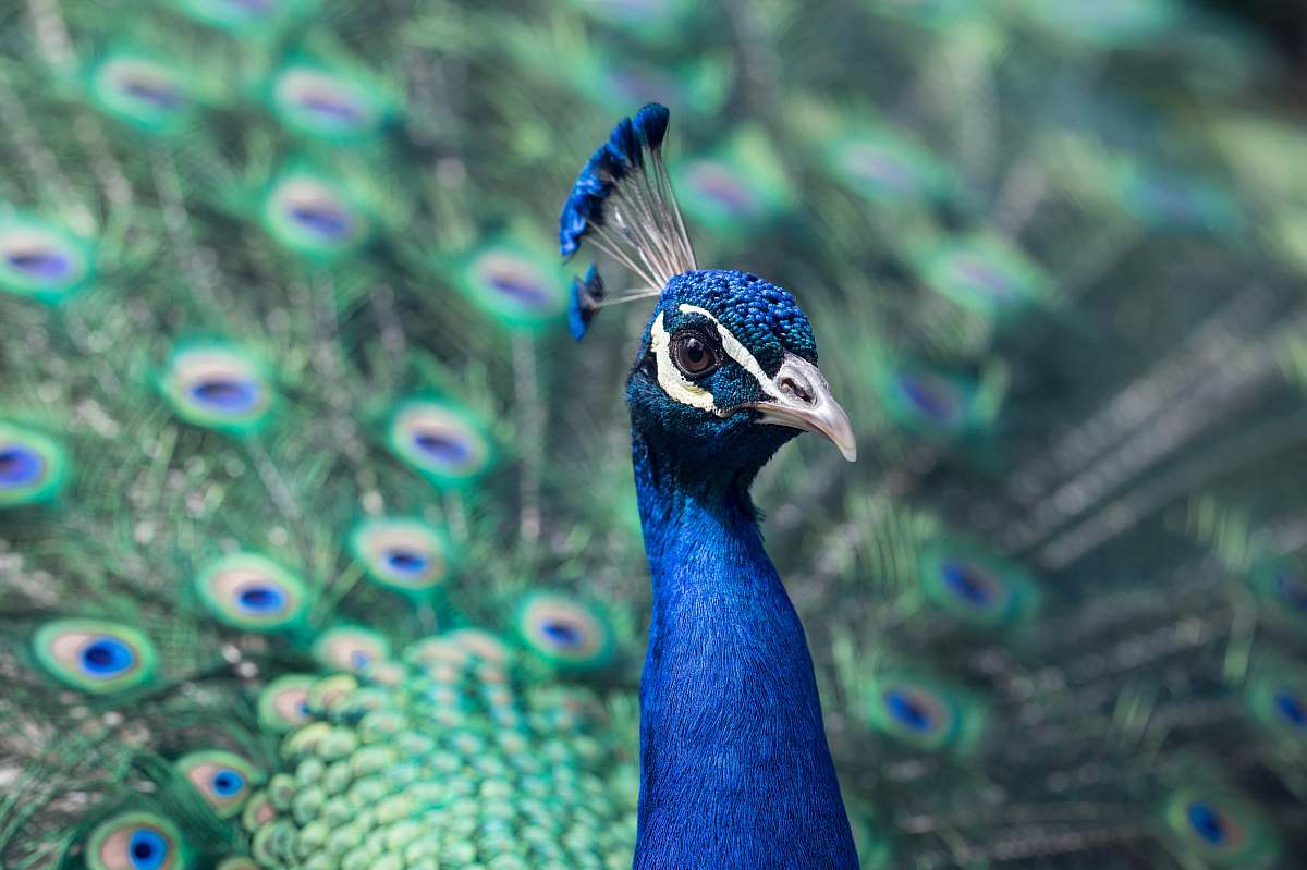 bird shallow focus photo fo blue peacock peacock