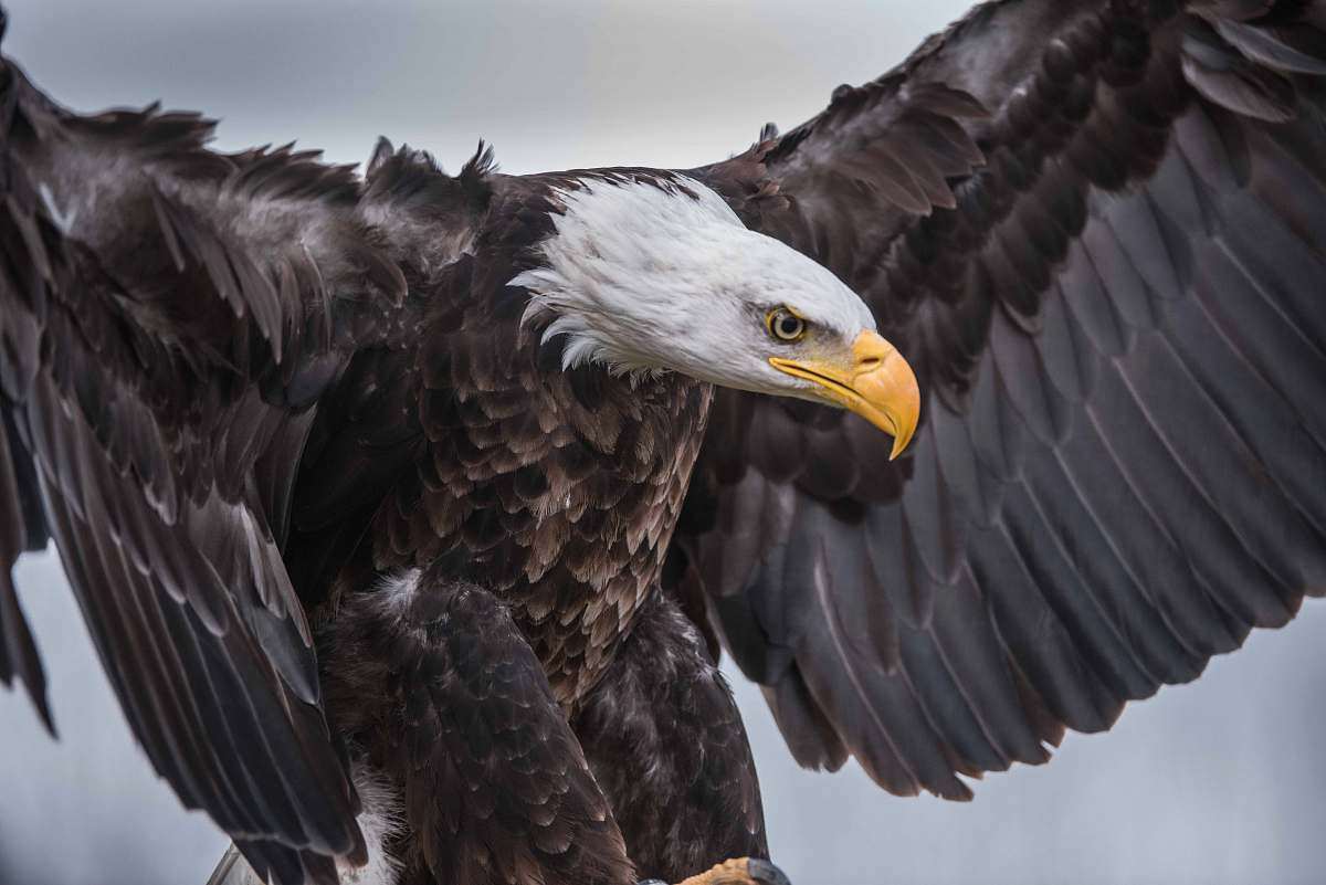 bird shallow focus photo of bald eagle eagle