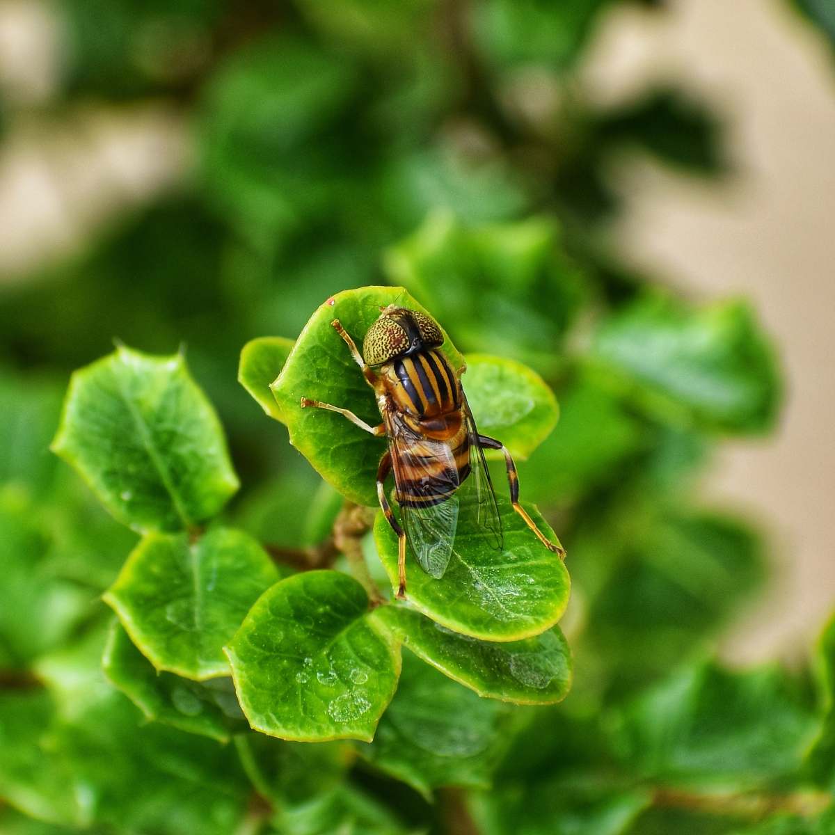 andrena shallow focus photo of bee bee