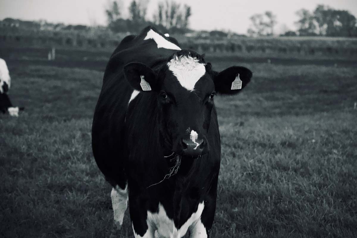 cow shallow focus photo of black and white cow cattle