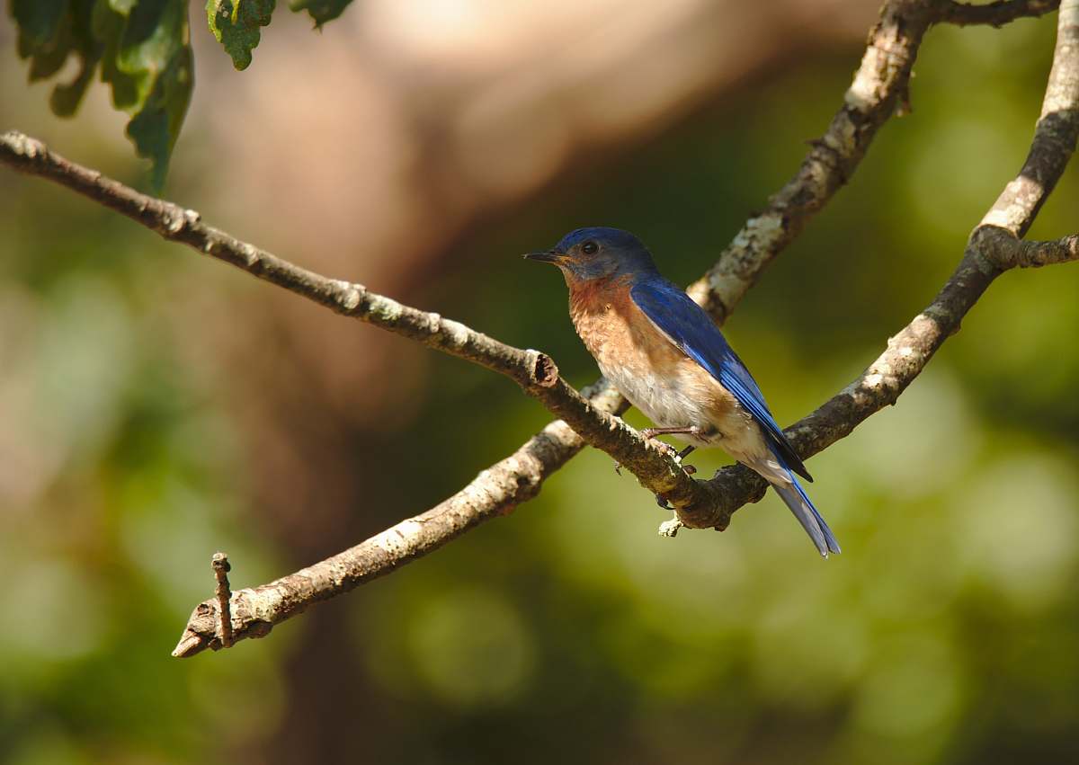 bird shallow focus photo of blue and brown bird bluebird