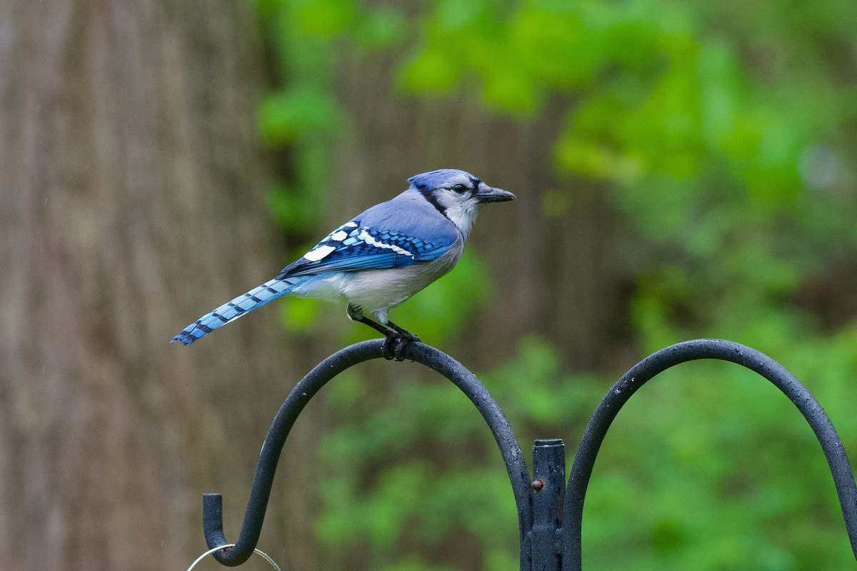 bird shallow focus photo of blue jay jay