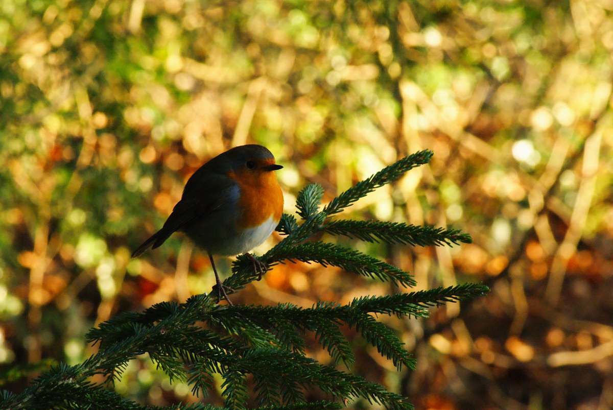 bird shallow focus photo of brown and white bird plant