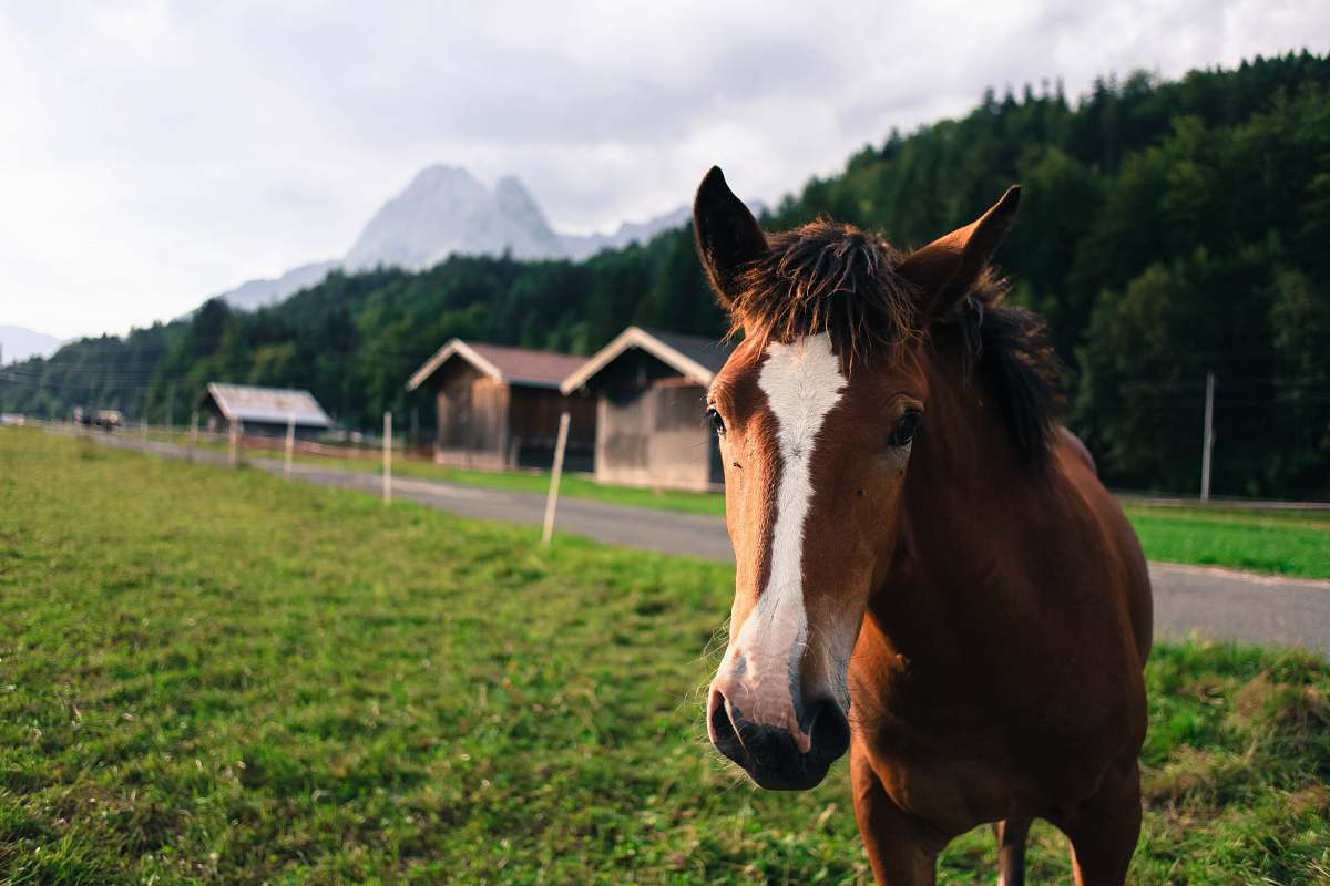 horse shallow focus photo of brown and white horse mammal