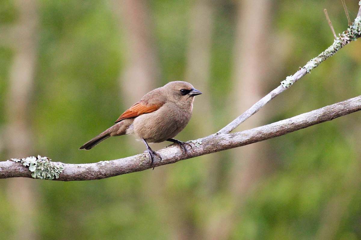 bird shallow focus photo of brown bird on tree branch finch