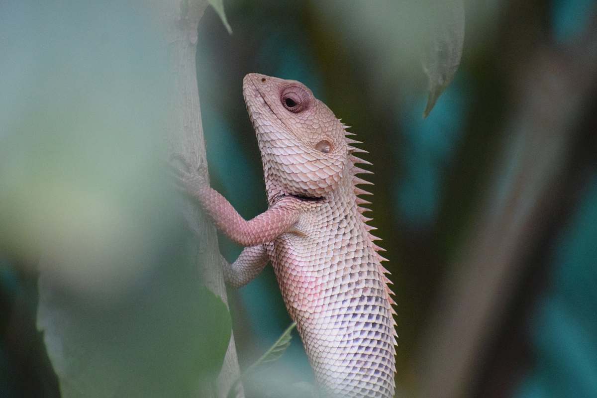 lizard shallow focus photo of brown chameleon reptile