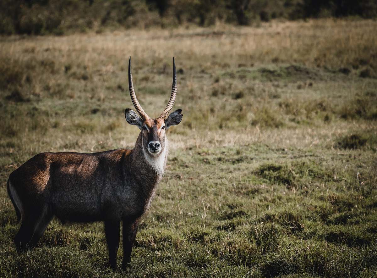 antelope shallow focus photo of brown deer wildlife