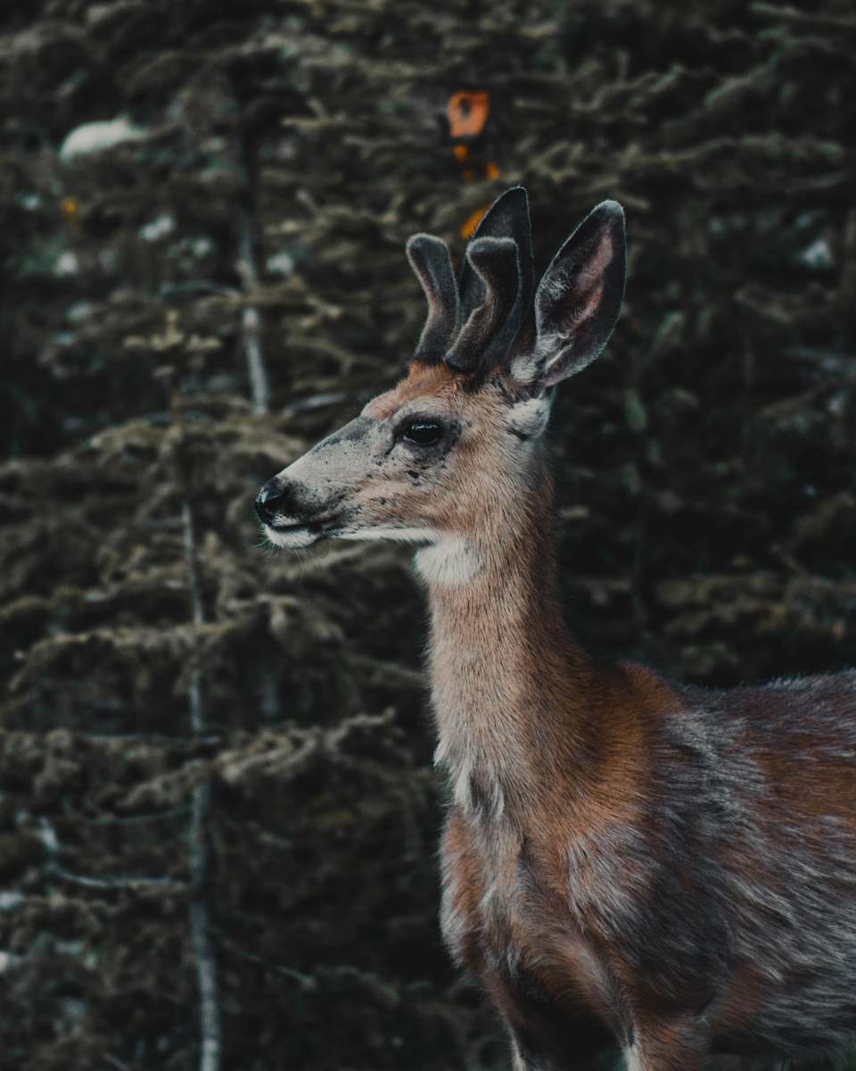 mammal shallow focus photo of brown deer kangaroo