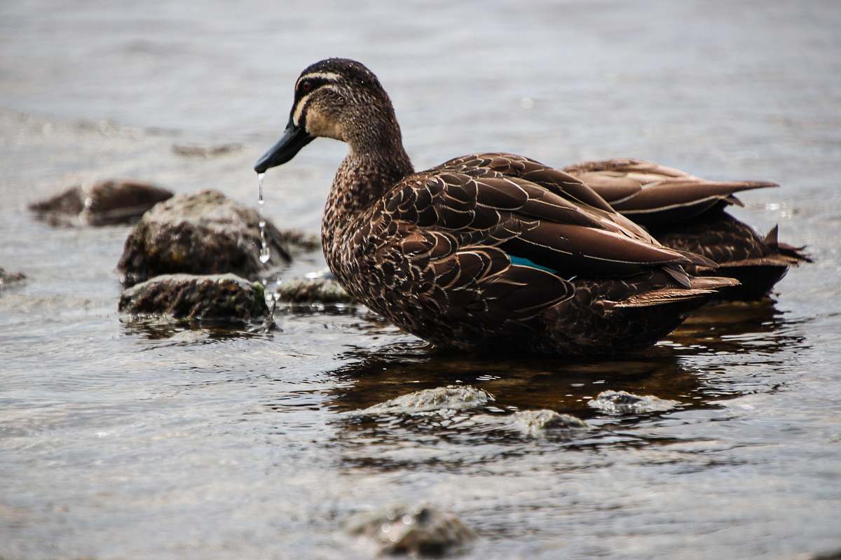 bird shallow focus photo of brown duck on body of water waterfowl