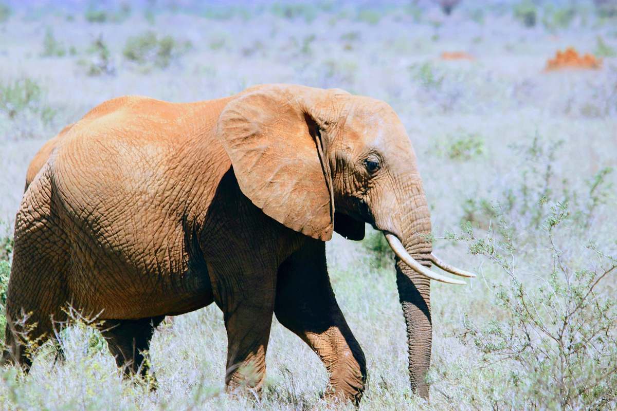 mammal shallow focus photo of brown elephant wildlife