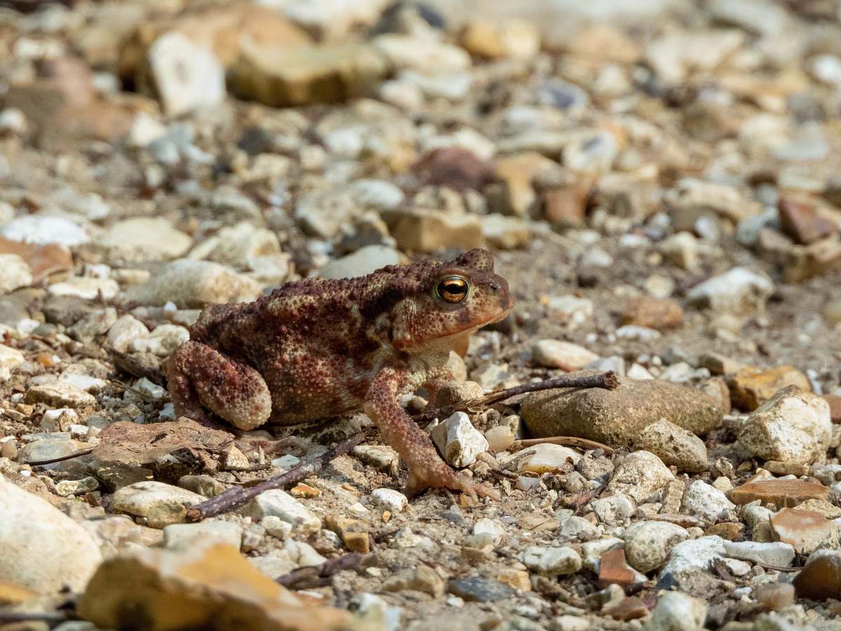 lizard shallow focus photo of brown frog reptile
