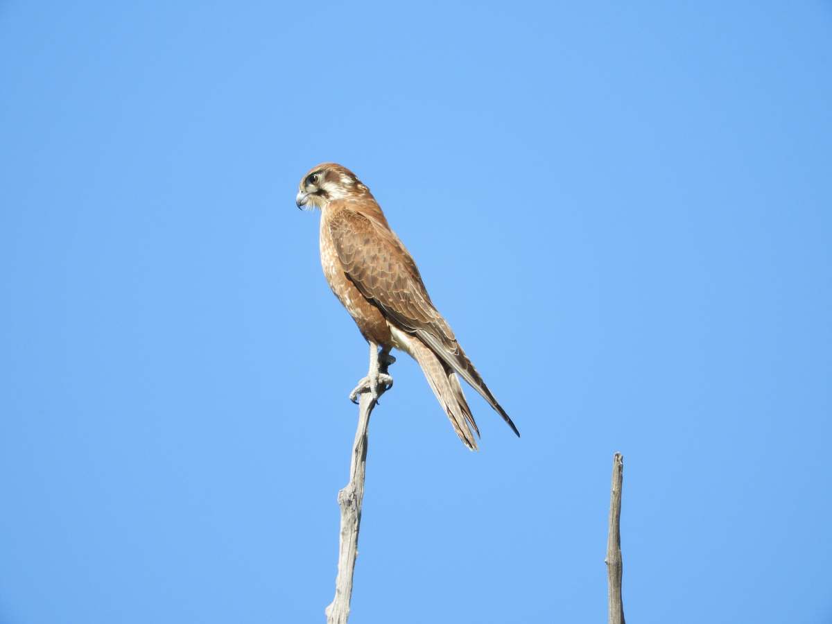 bird shallow focus photo of brown hawk accipiter