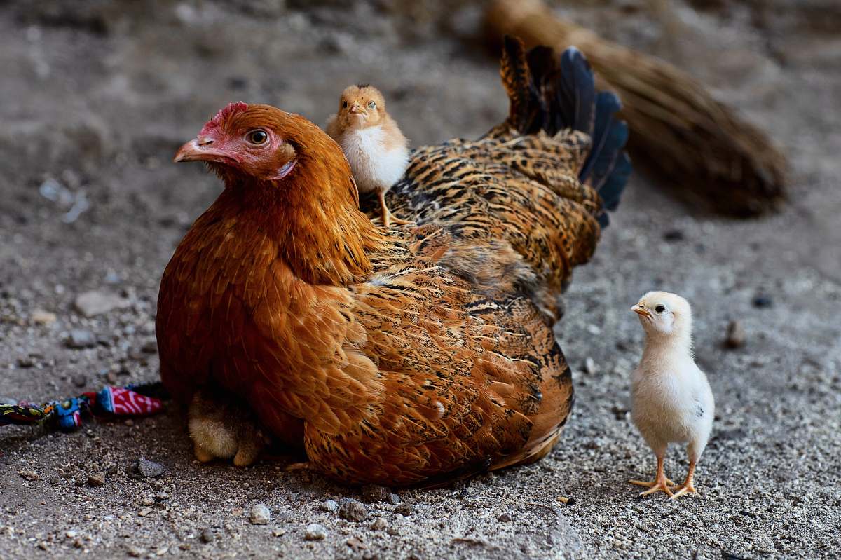 bird shallow focus photo of brown hen chicken
