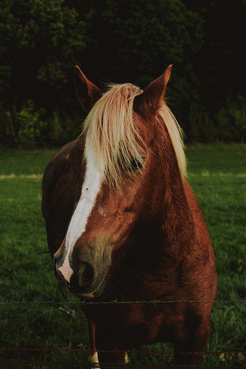 mammal shallow focus photo of brown horse horse