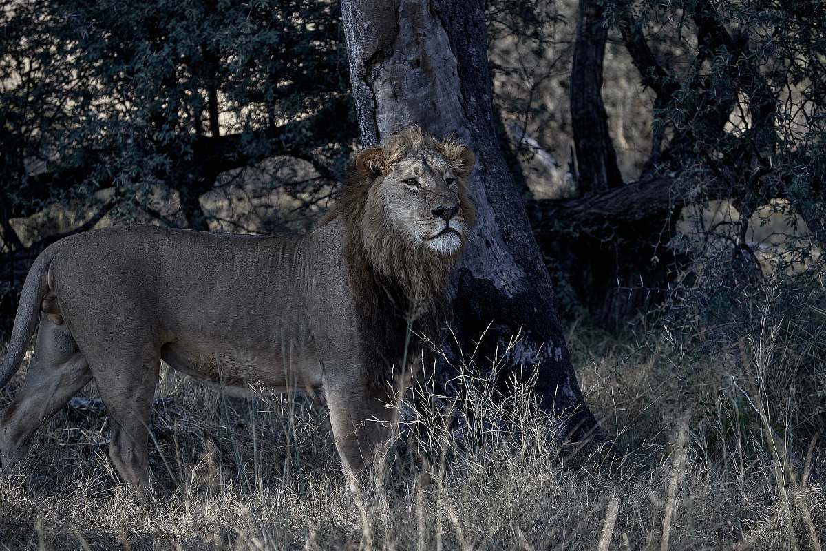mammal shallow focus photo of brown lion wildlife